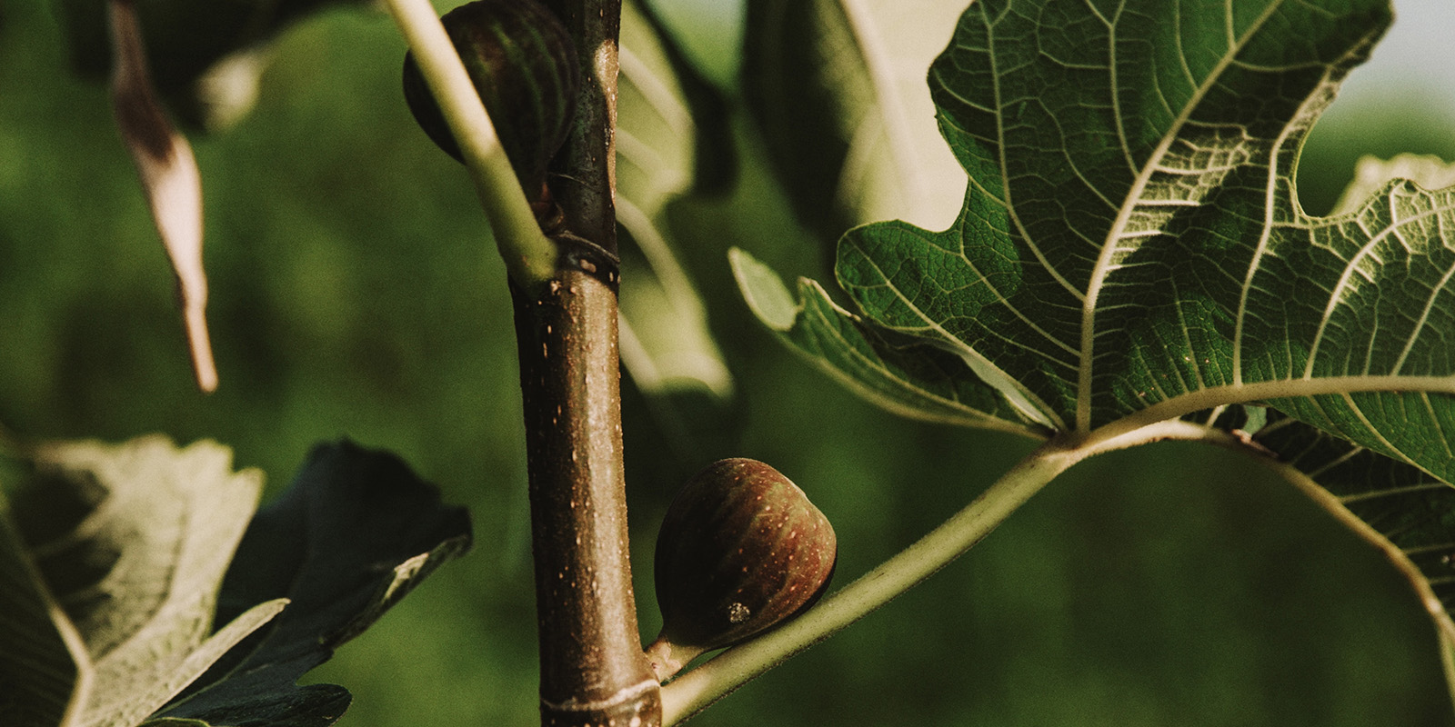 Fig Tree Fruit Scent 