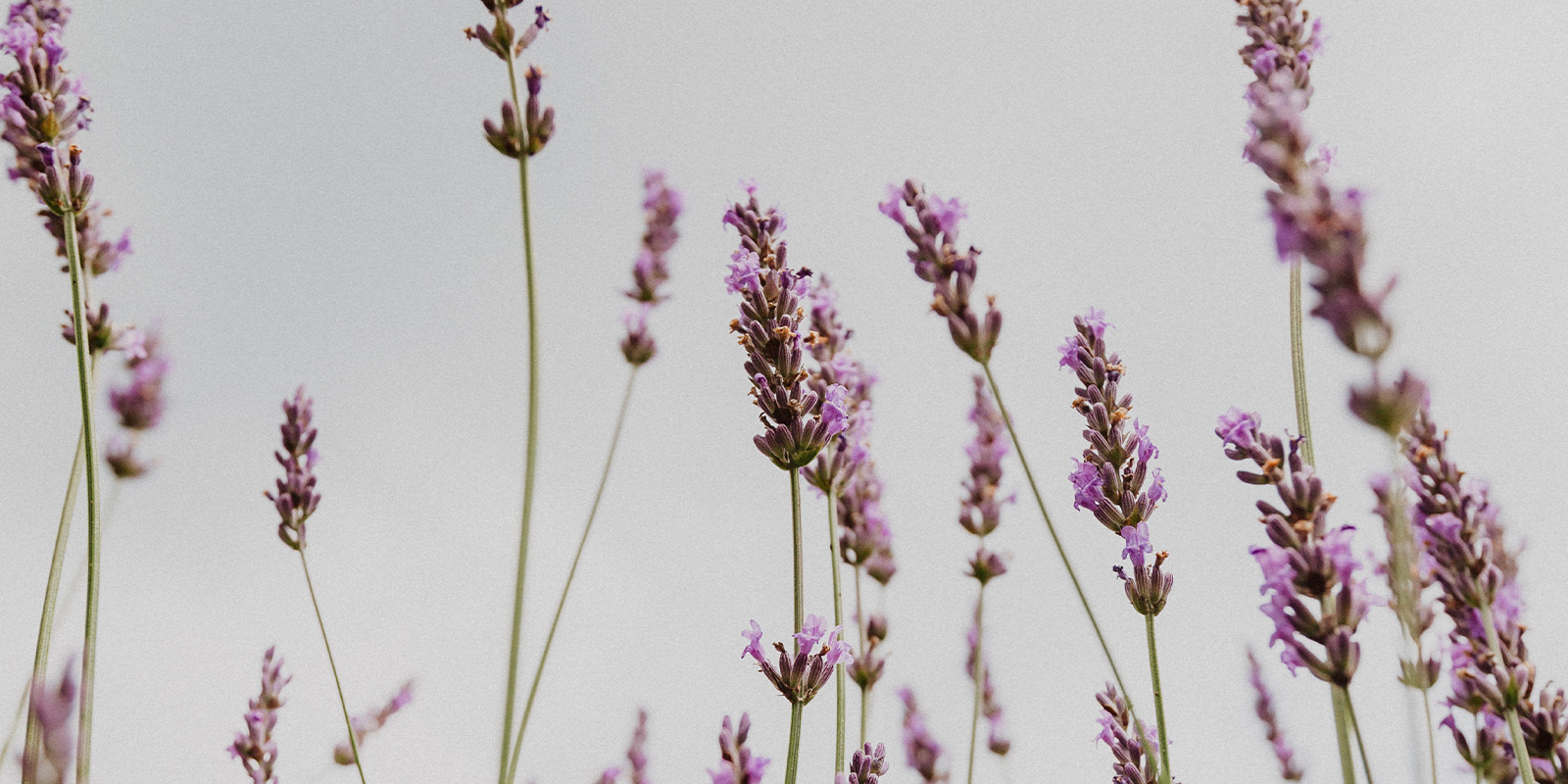 Lavender blooms scent detail as an aid for better sleep 