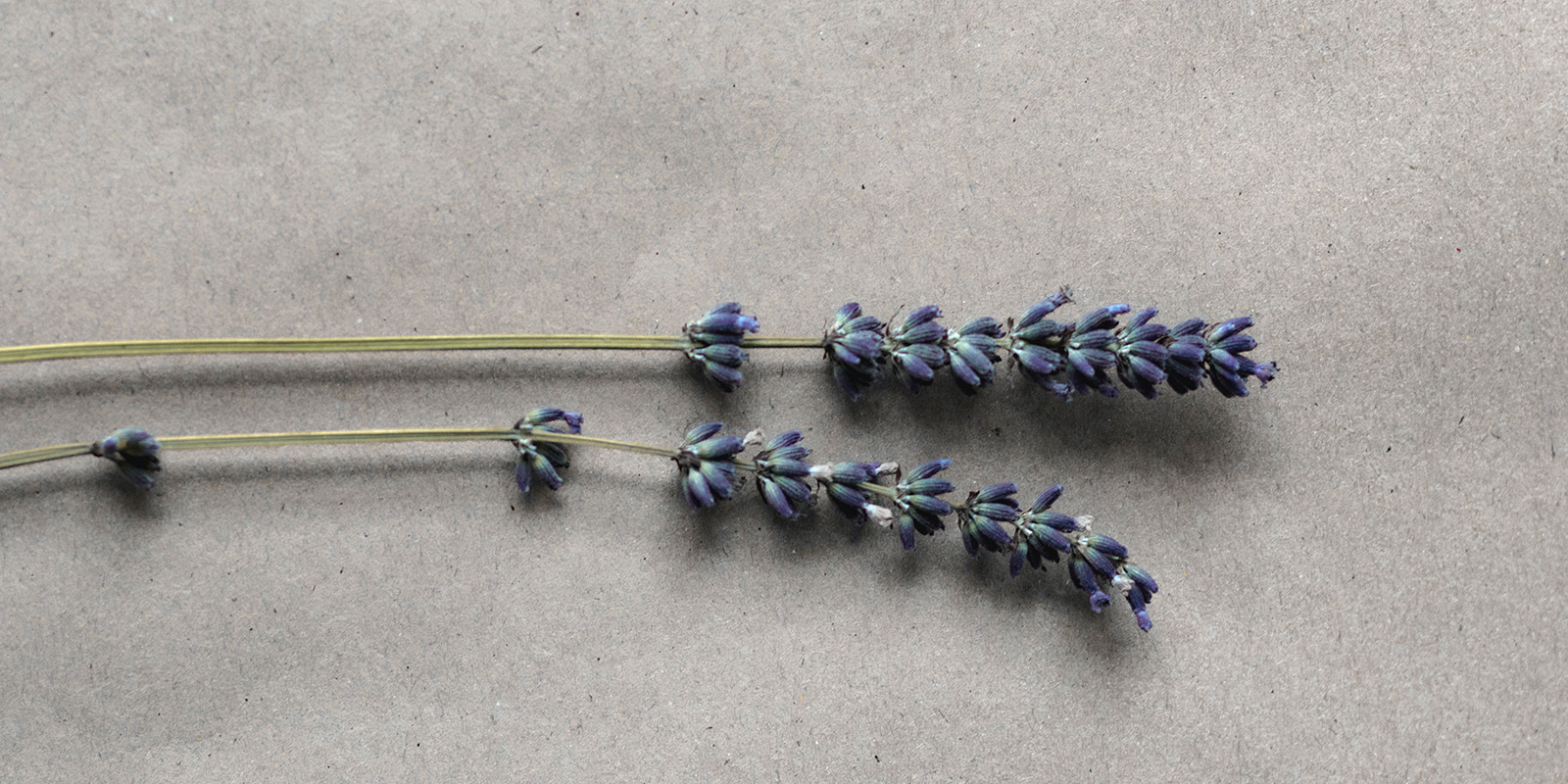 Lavender for relaxation