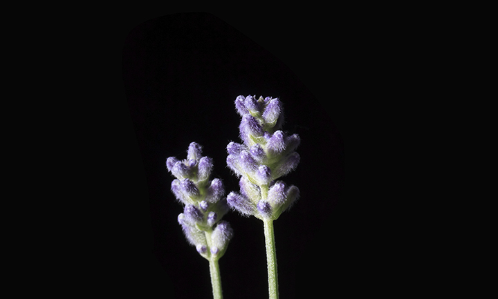 The scent of lavender for a good night&#8217;s sleep.