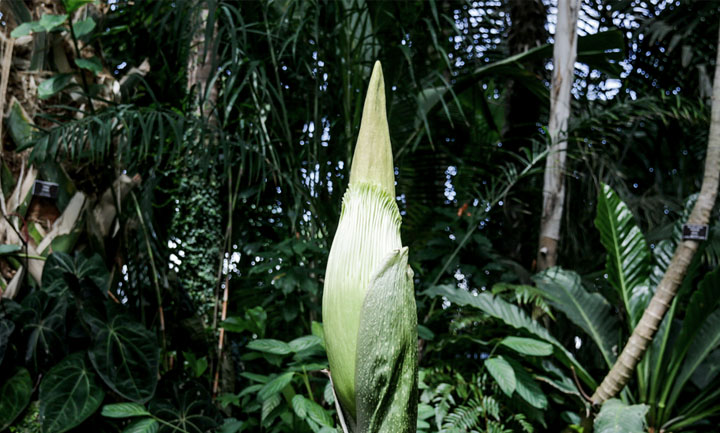 Rare Corpse Flower