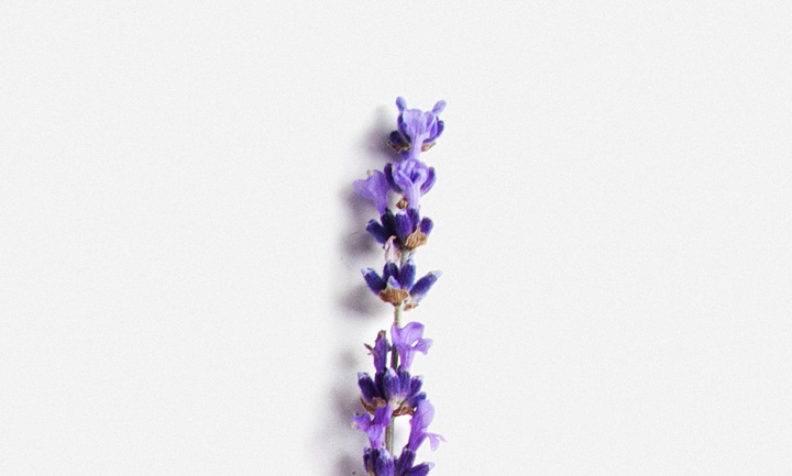 Stillness and Serenity of Lavender