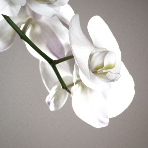 The RitzCarlton Signature Scent Air Aroma