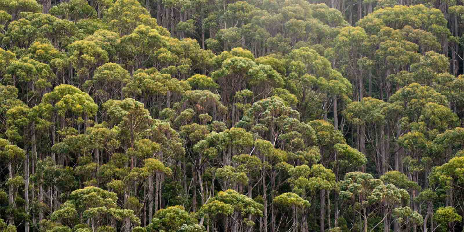 Eucalyptus Trees