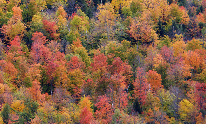 Fall Foliage Fragrances