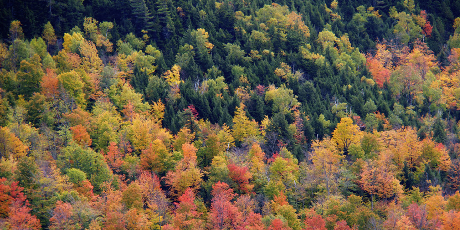 fall foliage