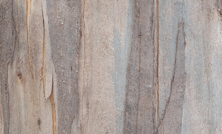 Eucalyptus bark up close
