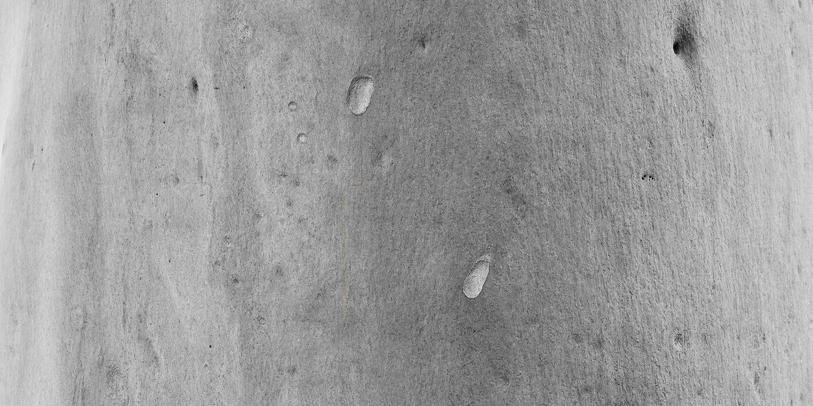 Eucalyptus bark black and white