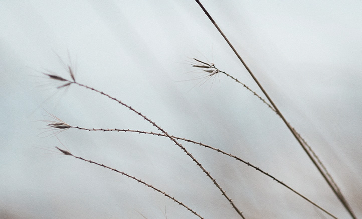 The Art of Scented Calm