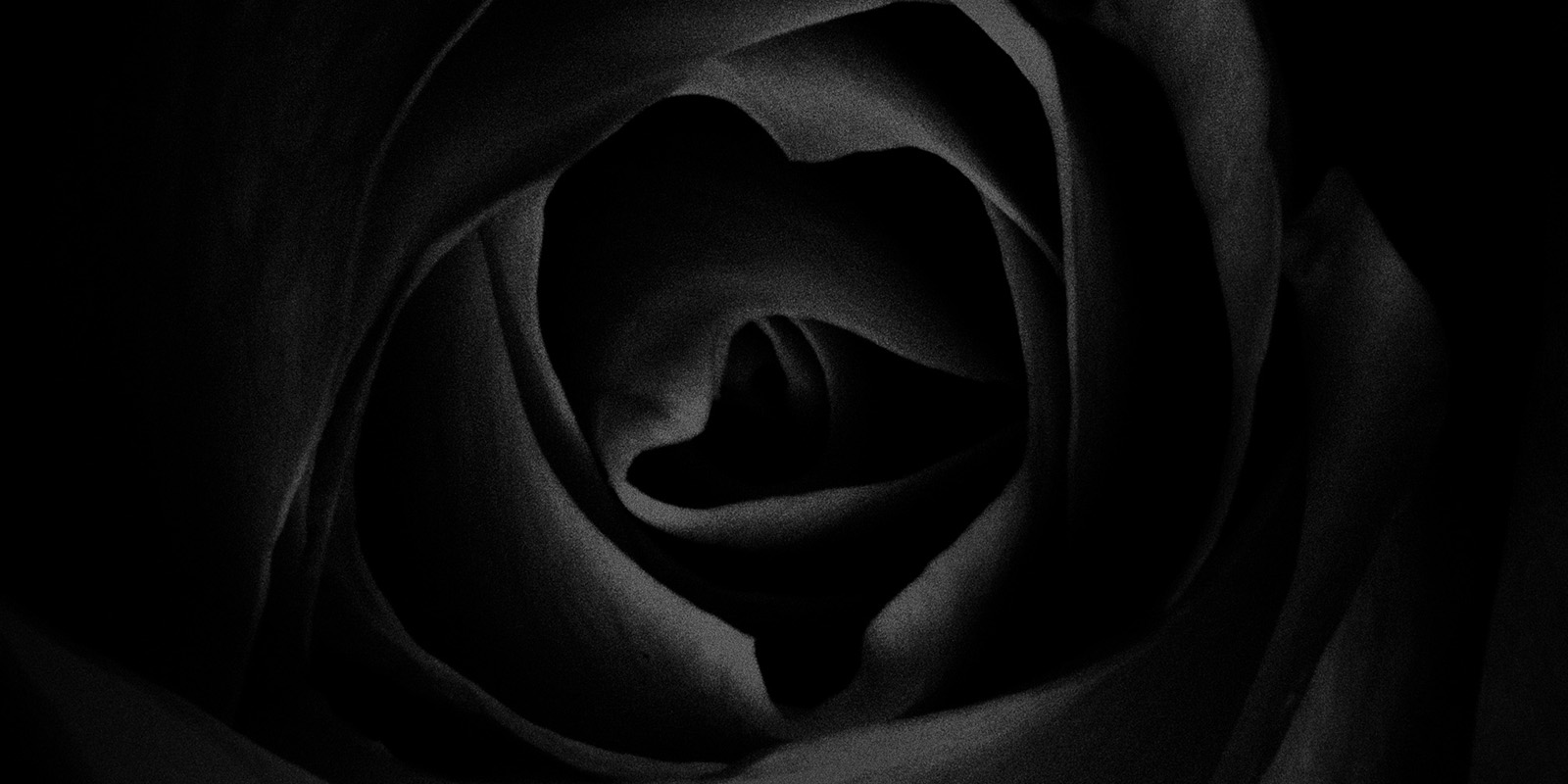 up close of rose flower in black and white